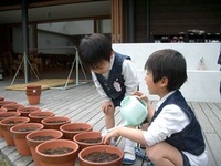 さくらぐみ（年中児）がふうせんかずらの種を植えました。