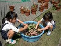 あおい組（年長児）が植木鉢の植え替えの準備をしました。