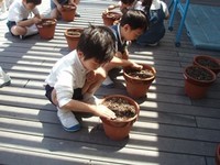 あおい組（年長児）があさがおの種をまきました。