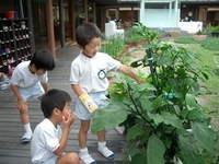 野菜がいろいろできてきたよ。