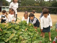 幼稚園でさつまいもを収穫したよ。