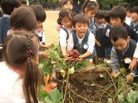 幼稚園でさつまいもを収穫したよ。