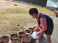 久しぶりの幼稚園なのでちゅうりっぷの球根にもすすんでお水をあげていました。