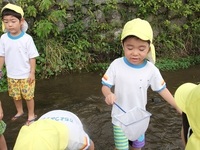 さくら組（年中児）が白川に川遊びにいきました。