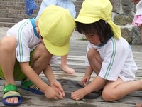 さくら組（年中児）が白川に川遊びにいきました。