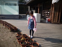 植木鉢の芽が出て花が咲いてきたよ。