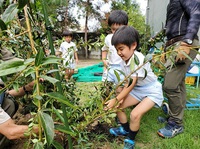 レンギョウの植樹をしました。