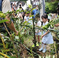 レンギョウの植樹をしました。