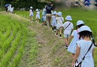 農家さんに田んぼを見せてもらったよ 6/20（5歳児）