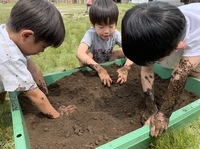 田んぼの土作り（５歳児）