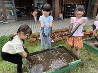 田んぼの土作り（５歳児）